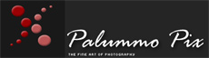 Palummo Pix